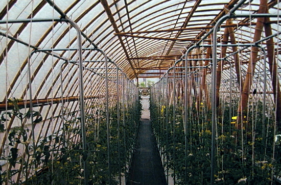 Bamboo Hydroponics
