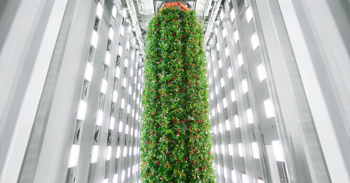 plenty opens world’s first vertical farm that uses AI to grow strawberries indoors in virginia