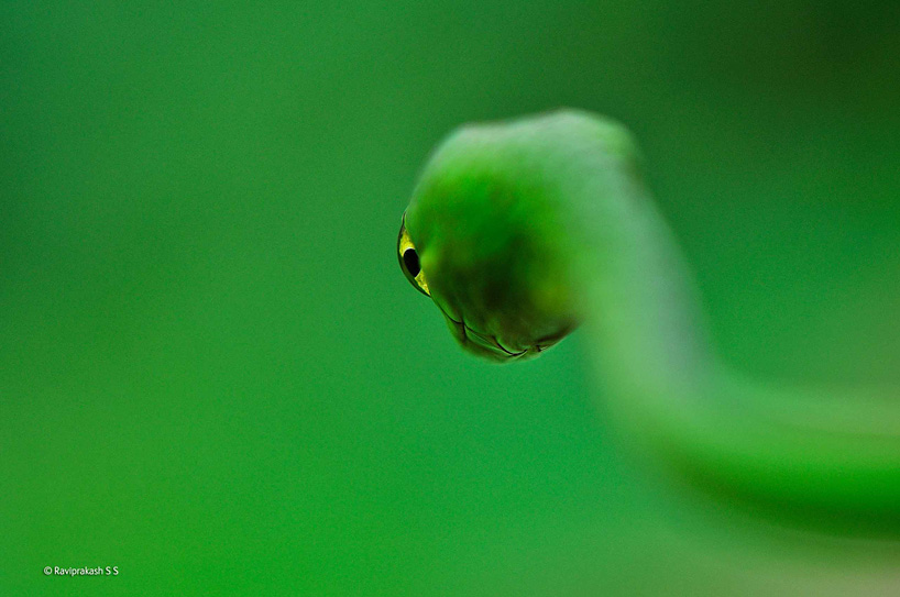 natural history museum announces wildlife photographer of the year ...