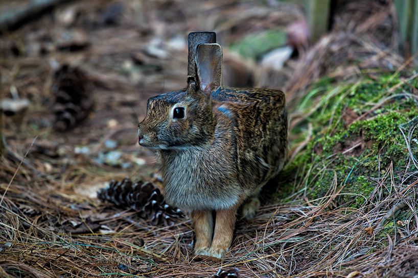 animal-cubes-aditya-aryanto-designboom-02