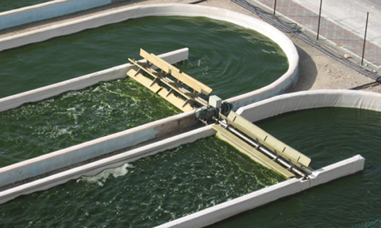 world's largest algal biofuel project in UK