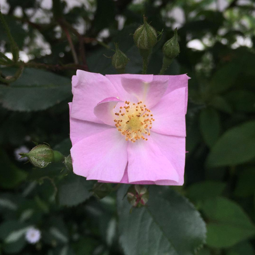 Bake Maeda's Square Flower And Leaf Art Challenges Nature's Forms