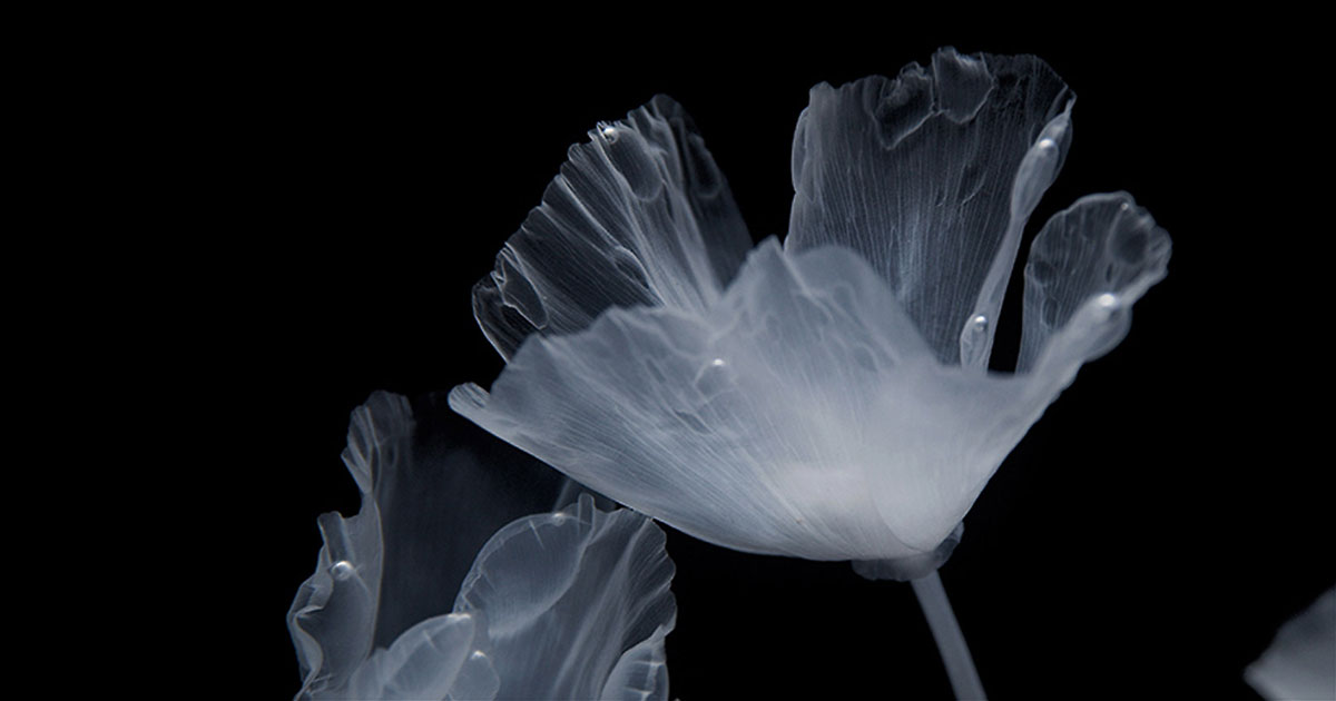 luna ikuta creates a ghostly garden of transparent california poppies
