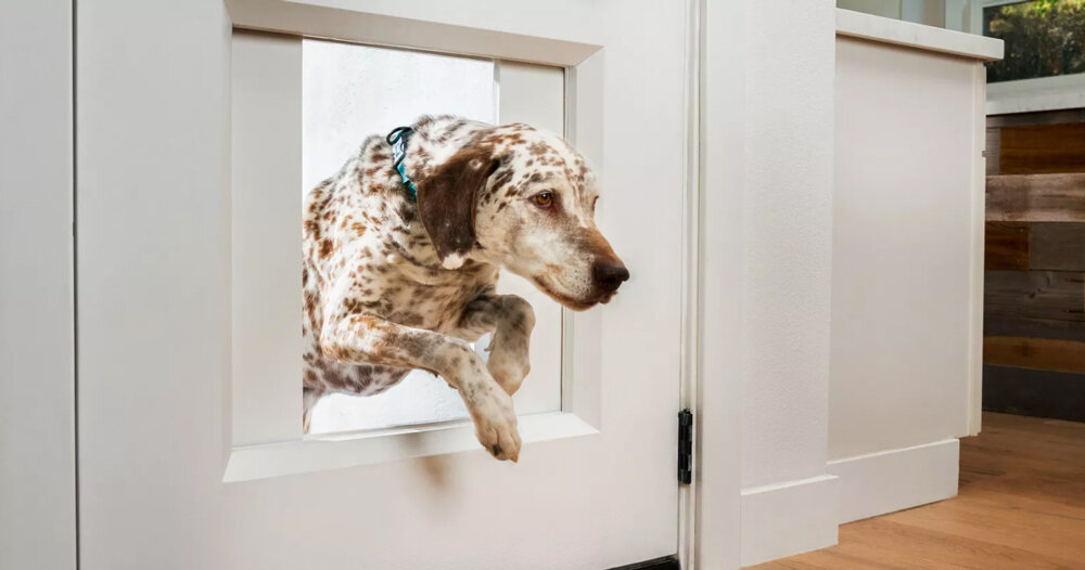 the app-controlled myQ pet portal gives dogs freedom while you're away