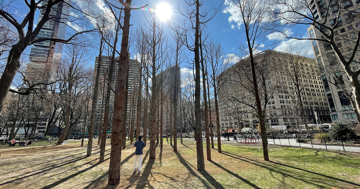 Maya Lin: Ghost Forest Seedlings