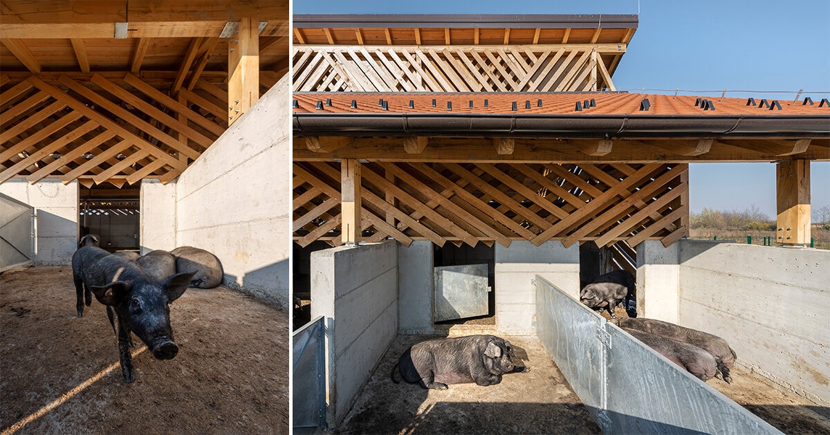 SKROZ architecture's eco pig farm redefines common livestock spaces