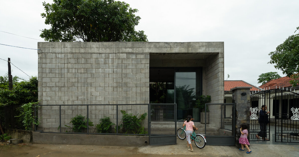 fish poison tree sprouts through tinh an house’s concrete courtyard in vietnam