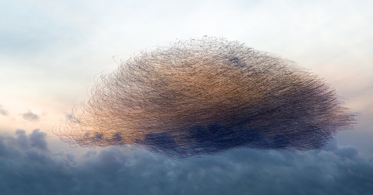 photography series by kathryn cooper maps aerial choreography of starling murmurations