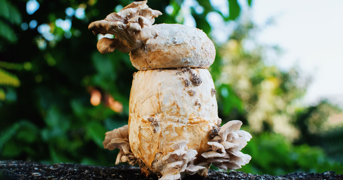 biodegradable urn made from mushroom mycelium assists eco-conscious burial ritual