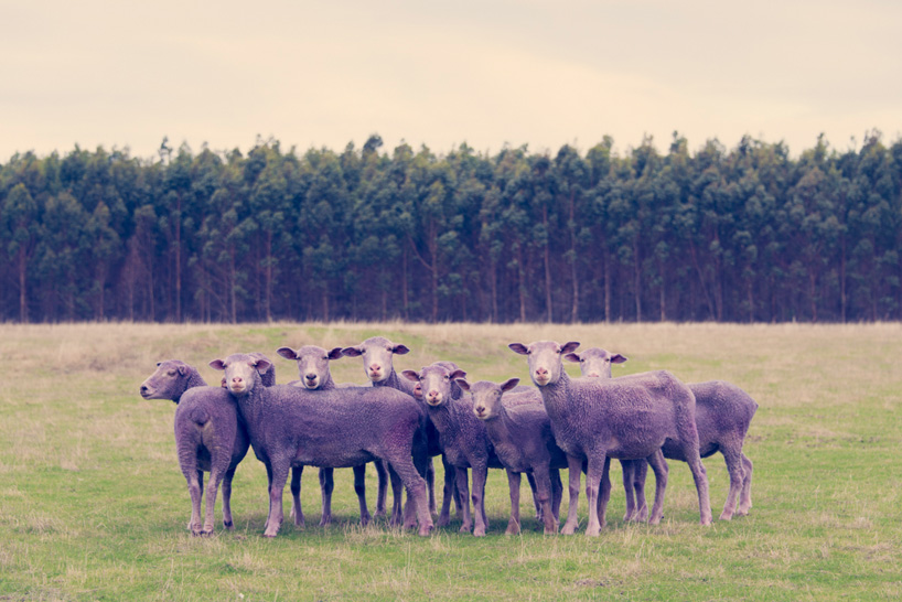 Gray Malin Frames A Flock Of Rainbow Colored Sheep For The Dream Series 