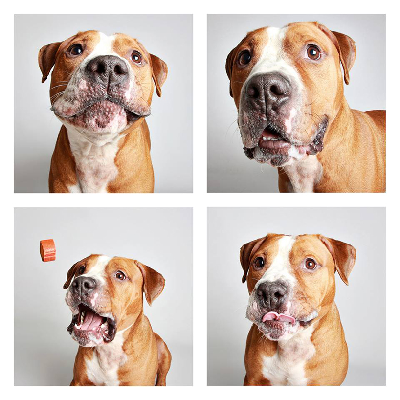 humane society of utah snapshots adoptable dogs in a photo ...