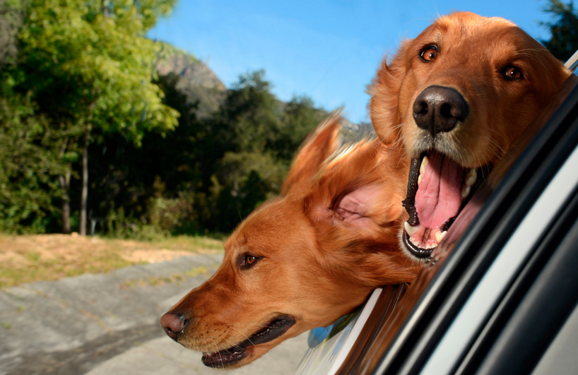 the unbounded delirium of dogs in cars captured by lara jo regan