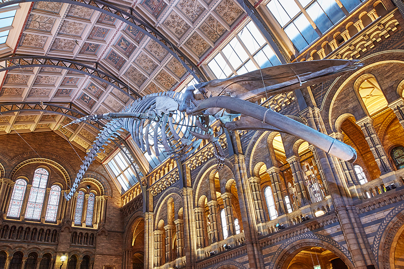 London's Natural History Museum Unveils Blue Whale Skeleton