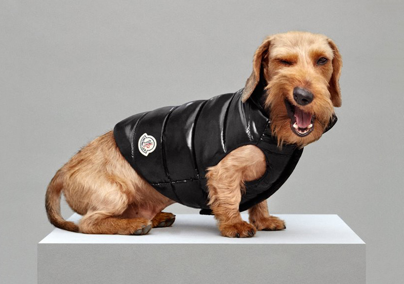 moncler dog jacket keeps your pooch toasty and trendy