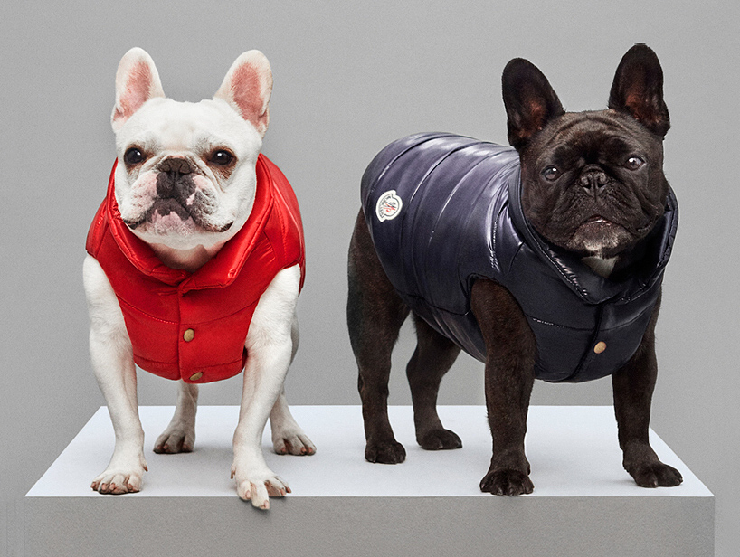 moncler dog jacket keeps your pooch toasty and trendy