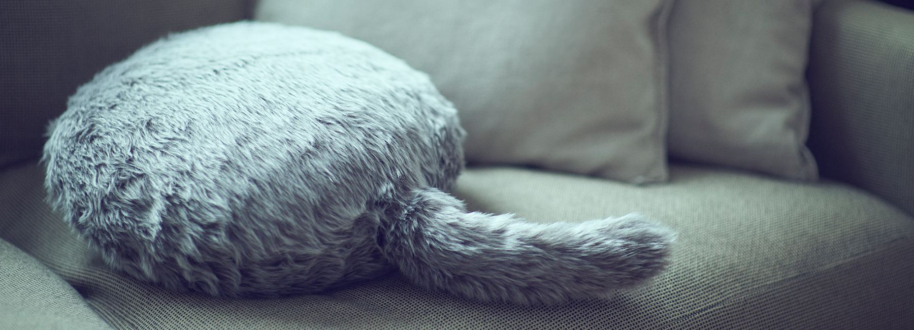 pillow with your dog's picture on it