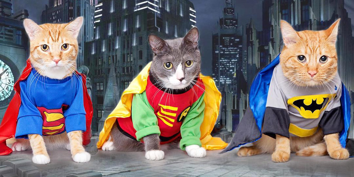 furry felines and cute canines, get excited - it's dress up your pet day!