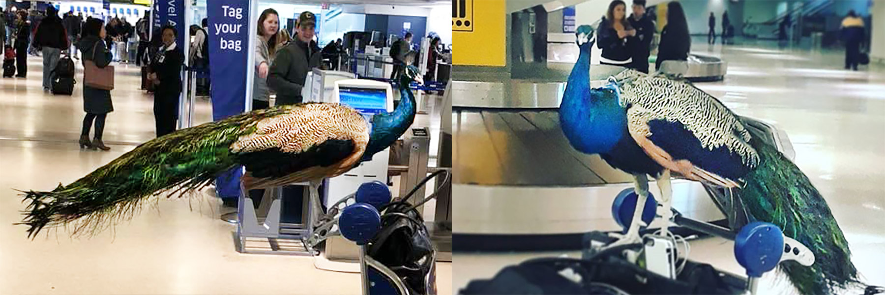 The Emotional Support Peacock Banned From Airplane Has Instagram 5718