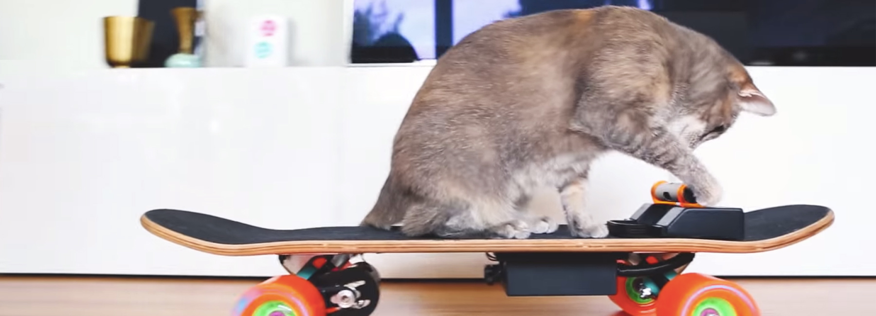 this designer built an electric skateboard for his cat