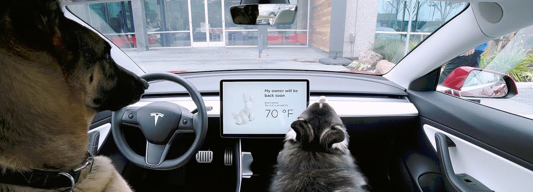 Tesla Releases Dog Mode To Keep Pets Safe And Stop Passers