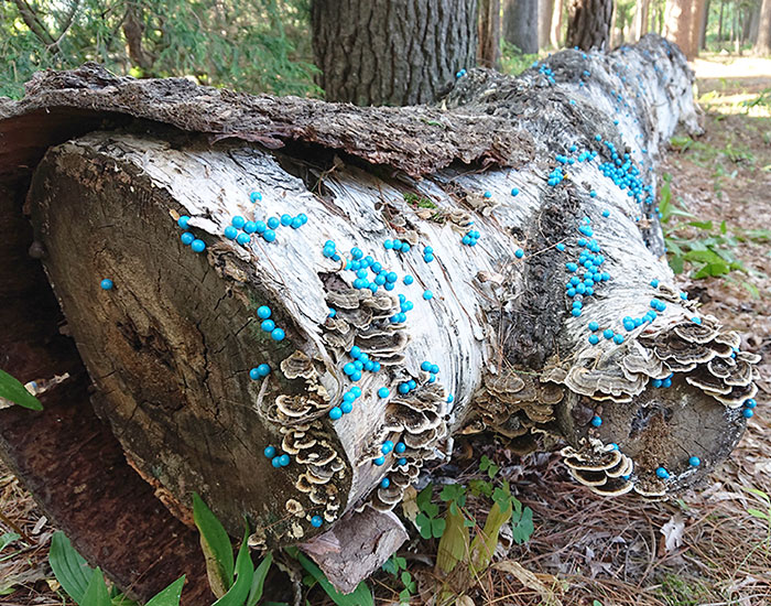 toshihiko shibuya's pushpin installation in japanese public garden emulates spore masses