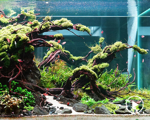 diving into aquascaping, the art of underwater landscape architecture and design