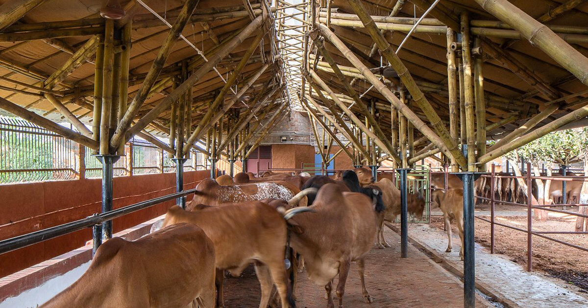 indian-cow-shed-design-all-about-cow-photos