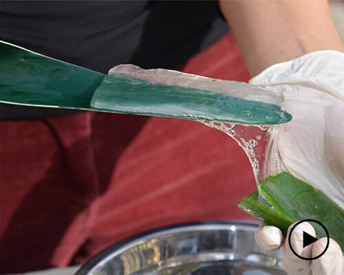 geLOE is a minimal and convenient knife for aloe vera gel extraction