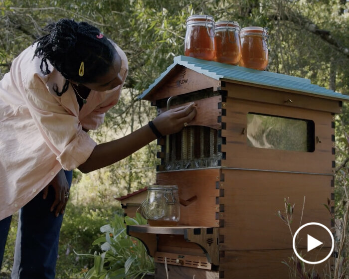 'flow hive' lets you extract raw honey straight from the beehive