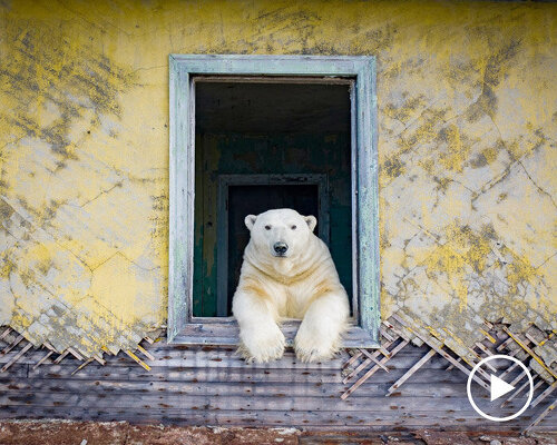 dmitry kokh photographs polar bears occupying an abandoned russian weather station