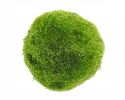 marimo algae balls could be turned into autonomous bio-rovers powered by photosynthesis