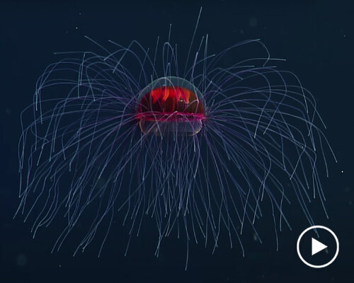 watch a rare footage of the psychedelic jellyfish floating across the pacific ocean