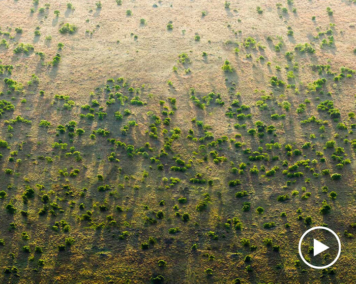 africa's great green wall — countries unite to grow an 8,000 km wall of trees