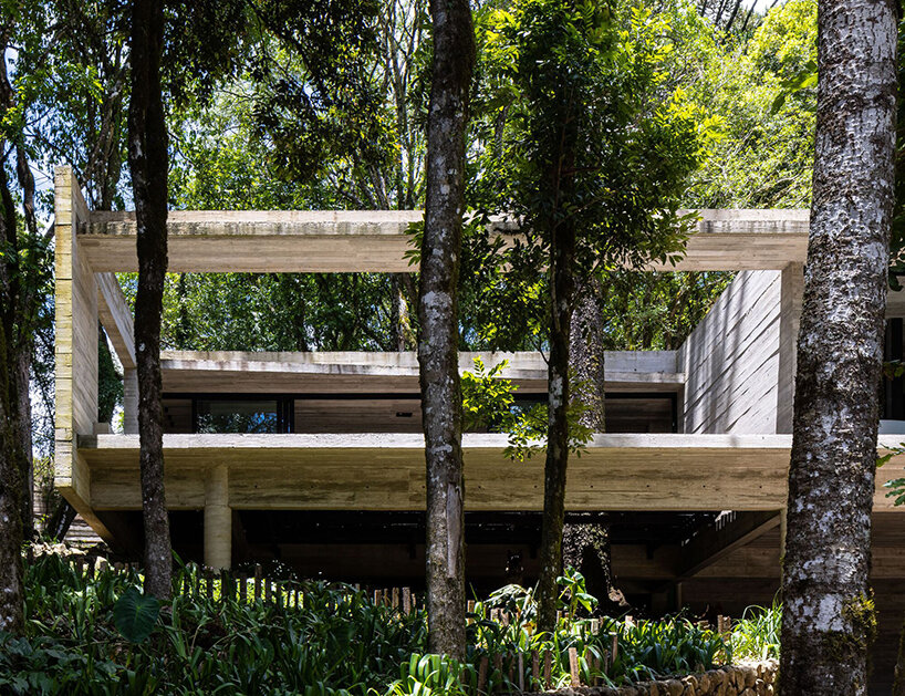 a tree grows in brazil, through this 'fortunata house' by luciano ...