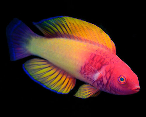 multicolored marvel fairy wrasse fish discovered by maldivian scientist