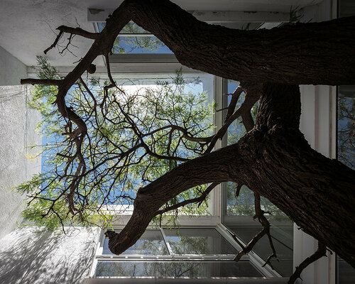 carob tree becomes the protagonist of baldio arquitectura's residential project in argentina