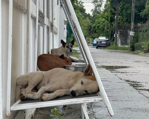 stray dogs in thailand find shelter in folding structures made from repurposed billboards