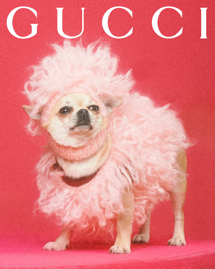 Gucci Dog Clothes 