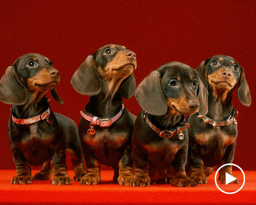 pamper your furry friends with the new gucci pet collection