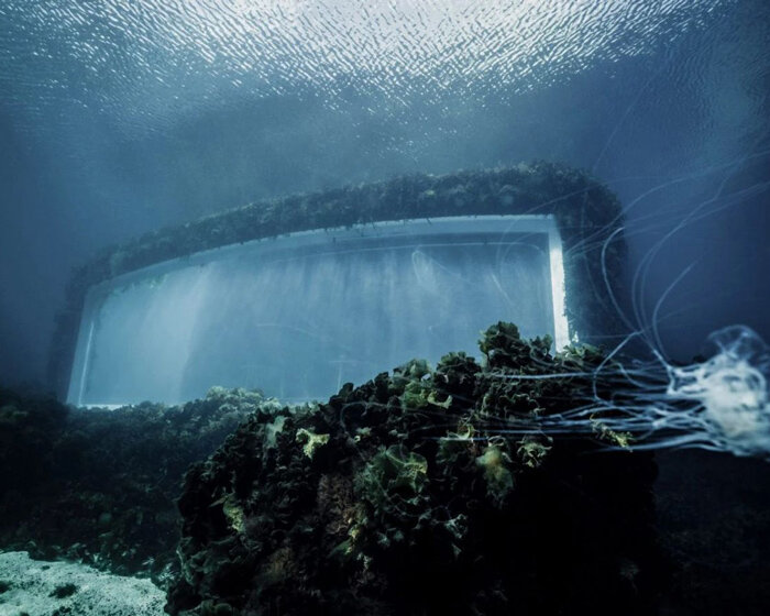 snøhetta's underwater restaurant has become an artificial reef overgrown with wild nature