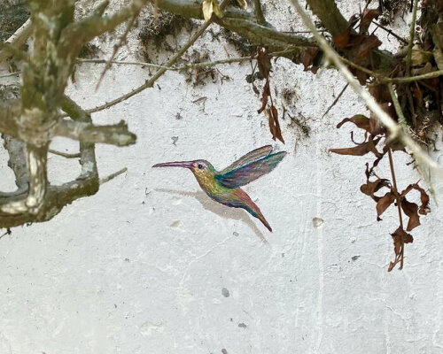 artist secretly paints hummingbirds on walls in peru for people to discover