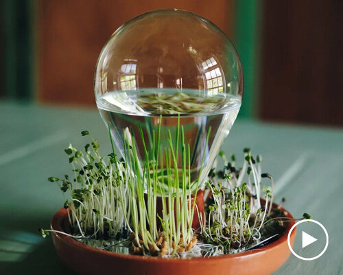 sprouting dish 'patella crescenda' grows fresh microgreens without soil at home