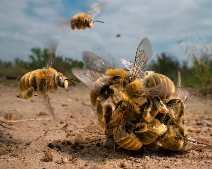 this year's best nature photographers capture ball of bees, whale mouth, & hungry snake