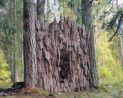 ulf mejergren repurposes dead trees into a pine bark hut camouflaged into swedish forest