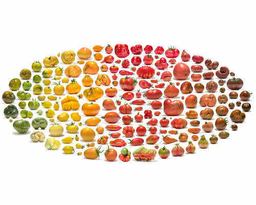 uli westphal captures the colorful spectrum of crop diversity