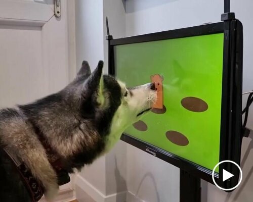 video games for dogs exist, and joipaw believes they can help them fight dementia