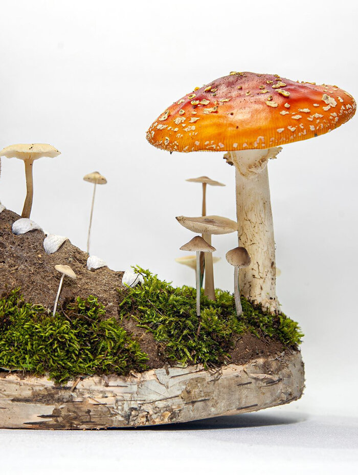 MUSHROOM PARTY | designboom