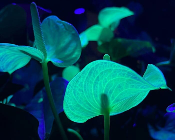 bio-based serum transforms plants into fluorescent artwork