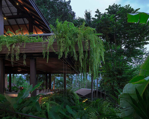 tropical rainforest envelops renovated spa resort in thailand with dense tree branches