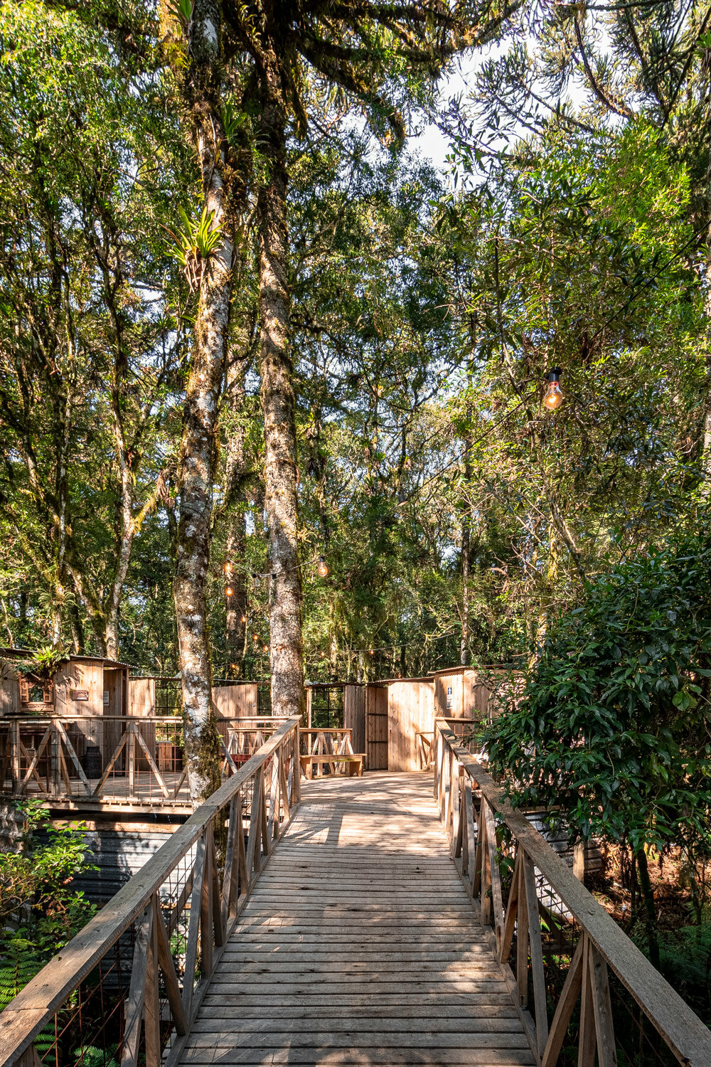 a set of wooden restroom cabins peeks through the treetops of native ...